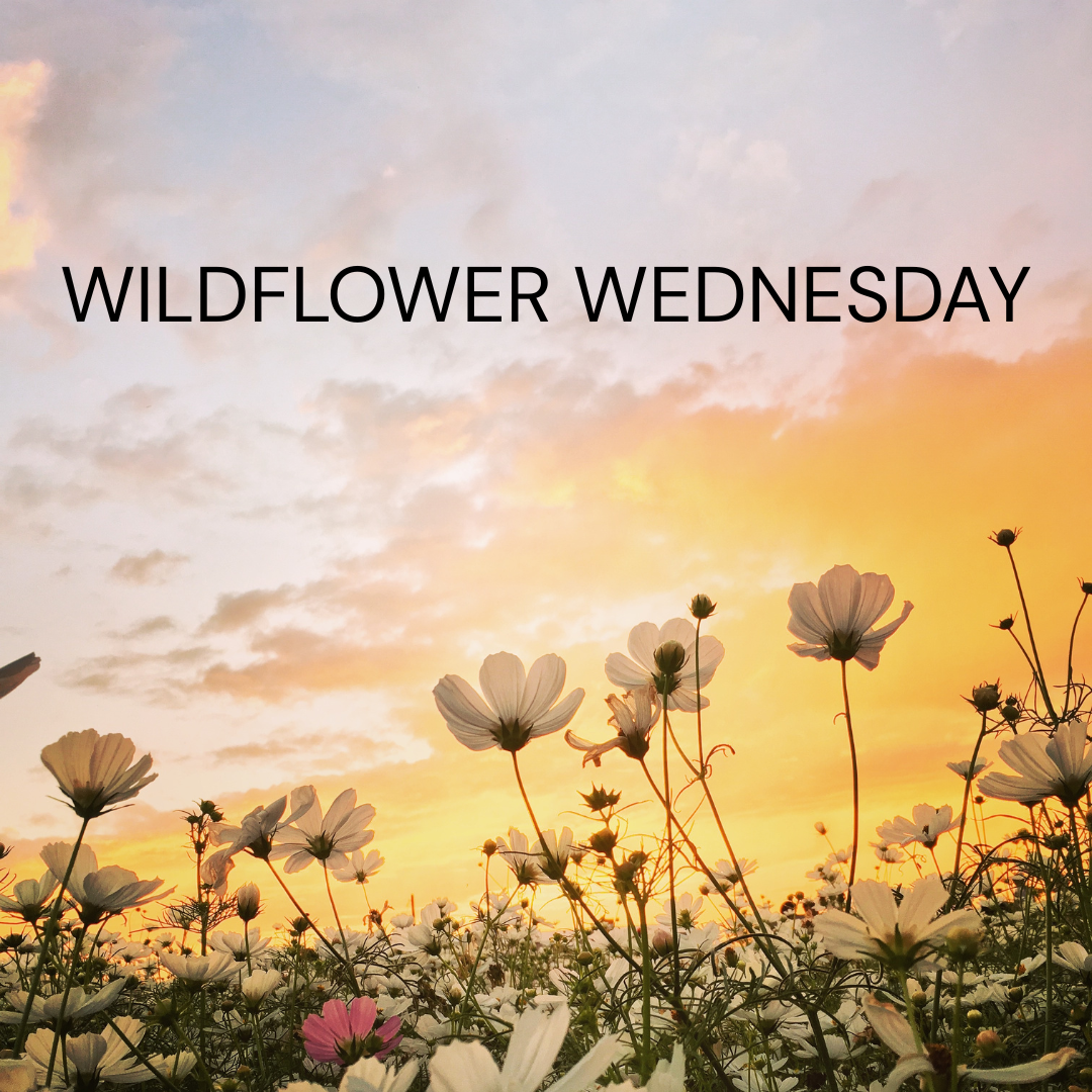 Wildflower Wednesday- Flat Back Flower & Charm Mixes, Assorted Colors